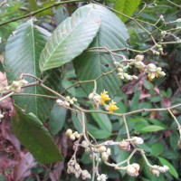 Schumacheria castaneifolia Vahl